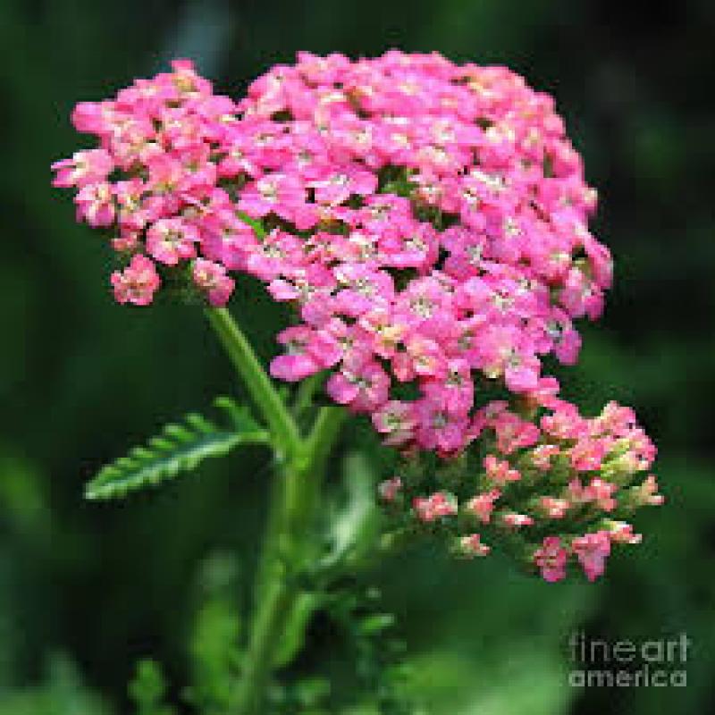 Pink Yarrow Flower Essence